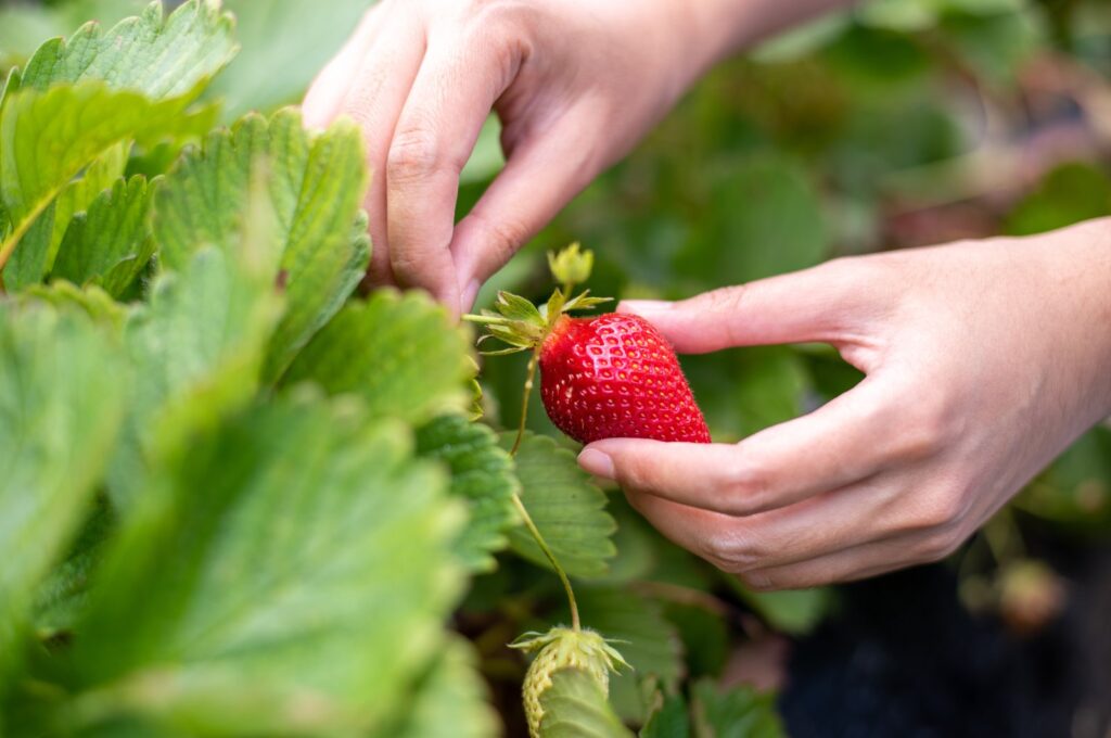 Health Benefits of Strawberry